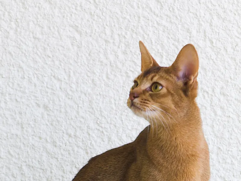 Abyssinian