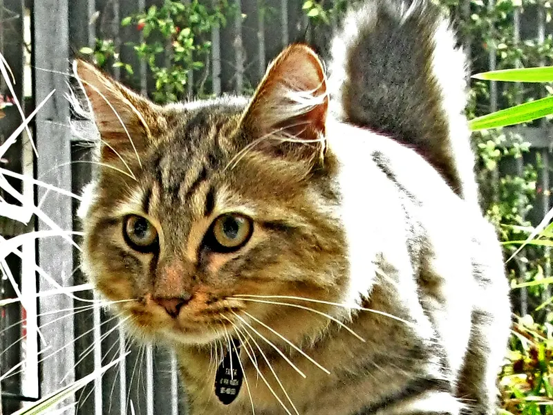 American Bobtail