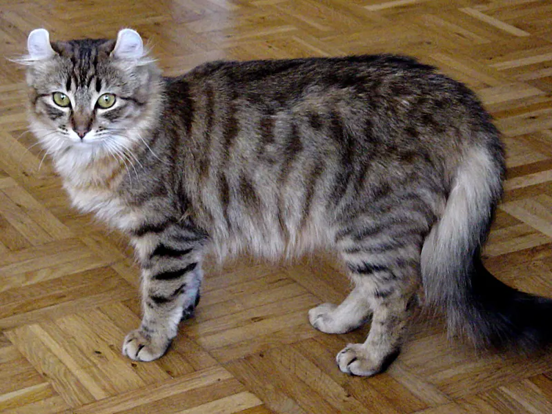 American Curl