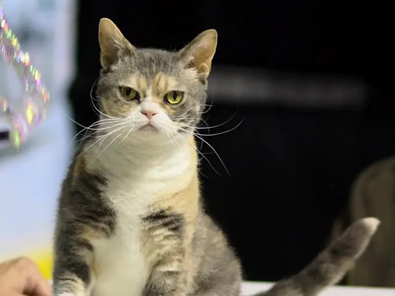 American Wirehair