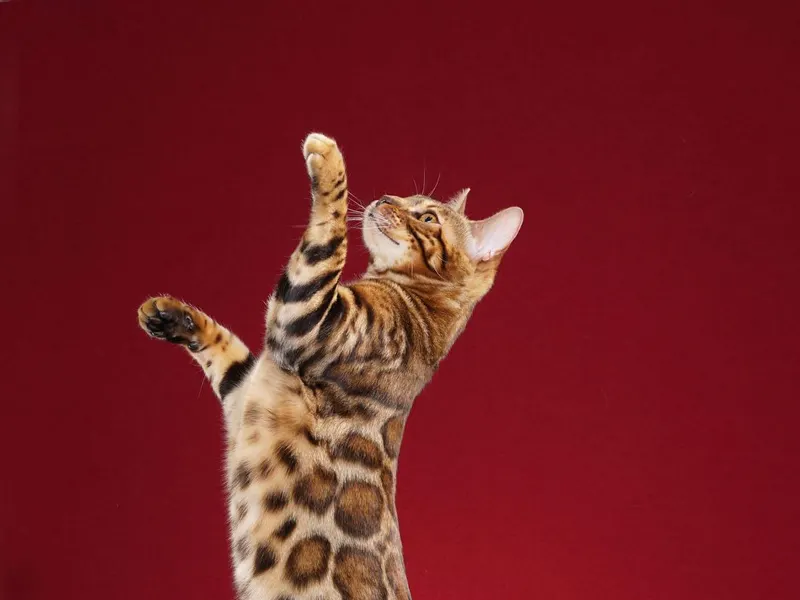 Bengal