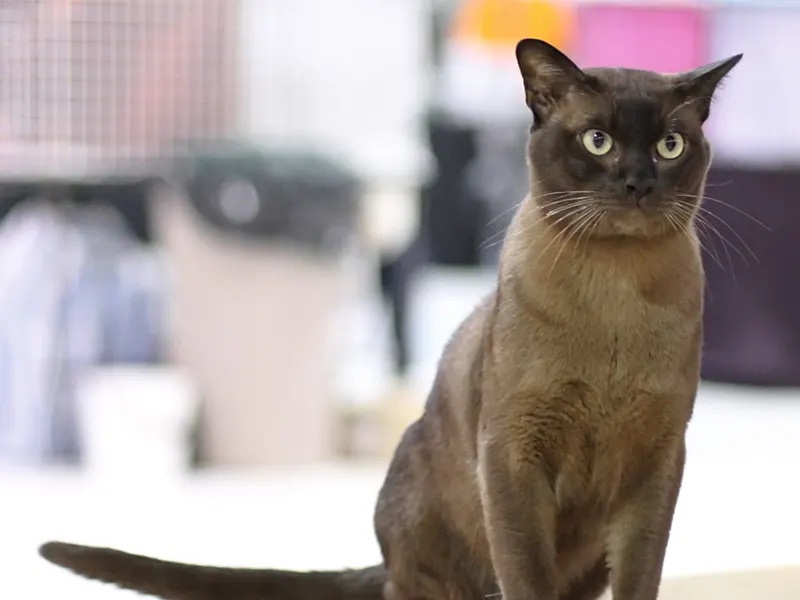 Burmese