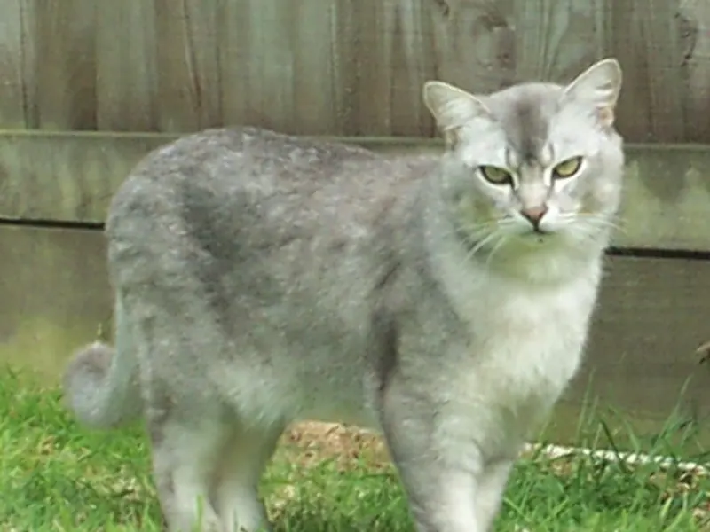 Burmilla