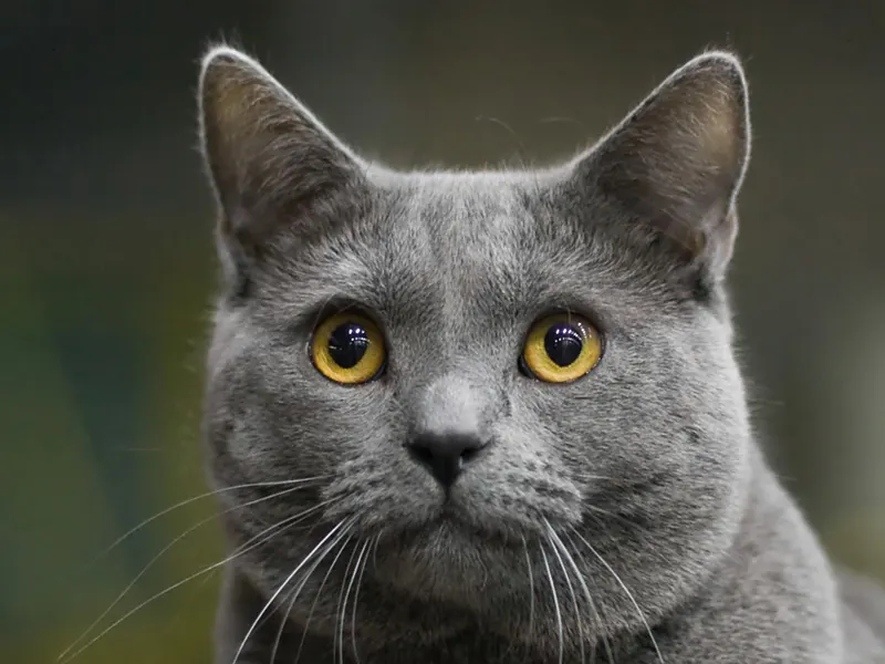 Chartreux