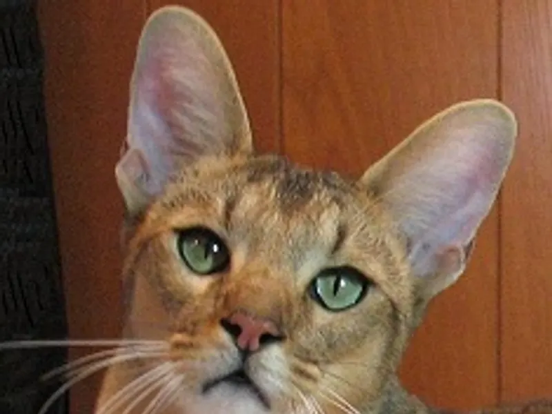 Chausie