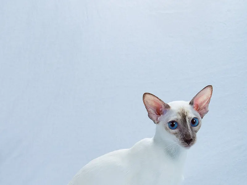 Colorpoint Shorthair