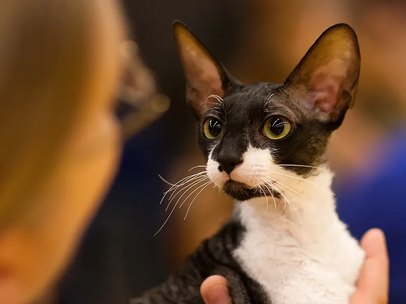 Cornish Rex
