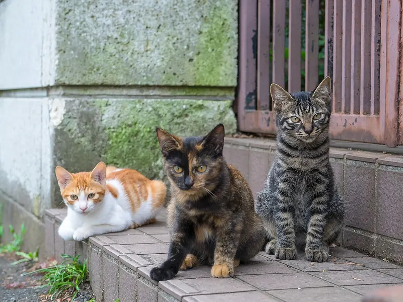 Domestic Longhair