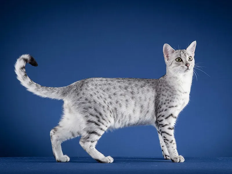 Egyptian Mau
