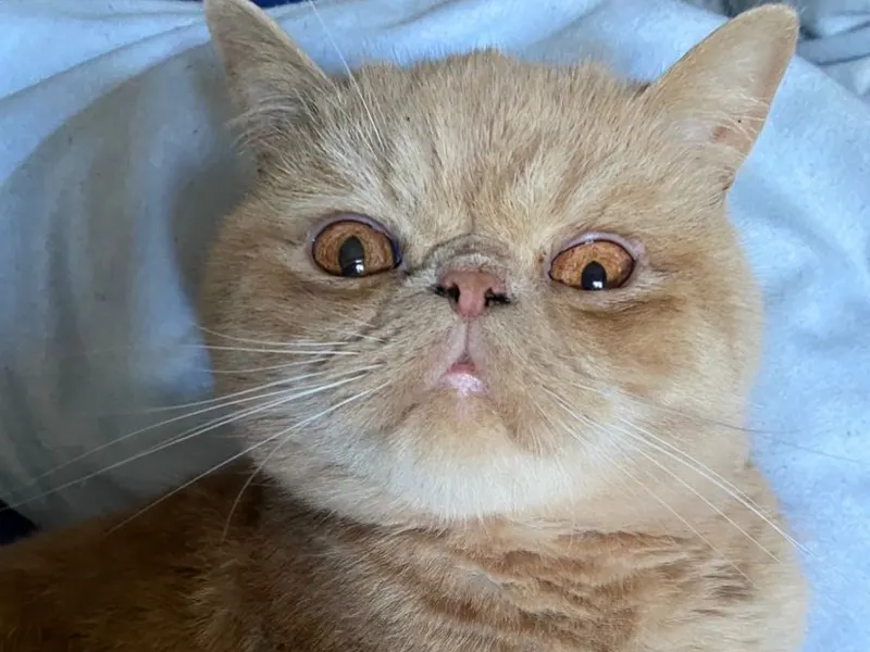 Exotic Shorthair