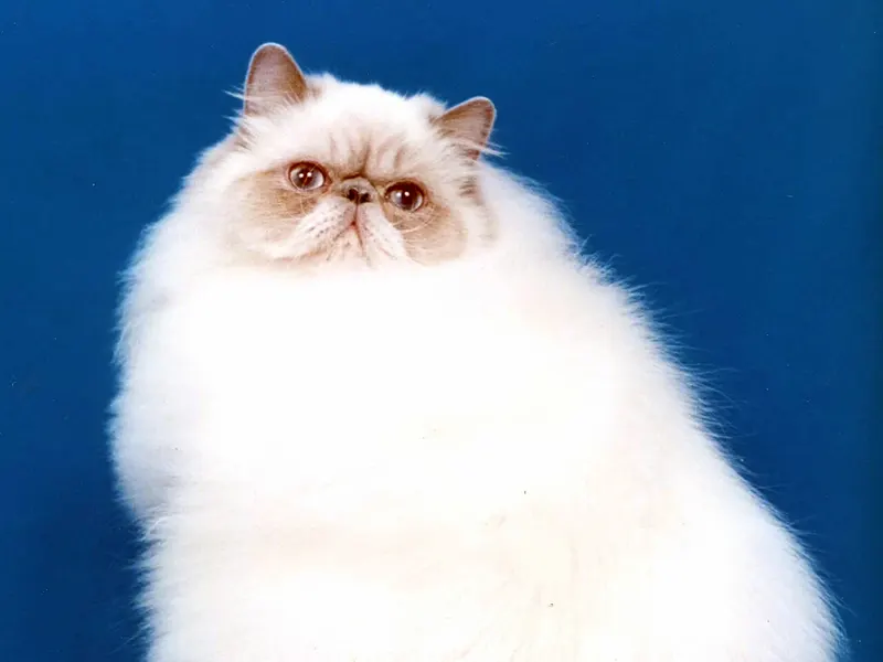 Himalayan