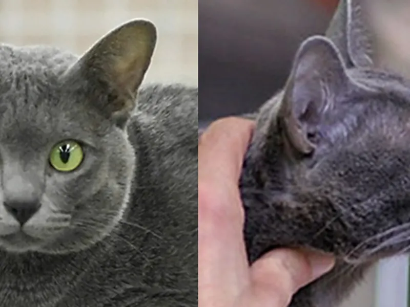 Korat