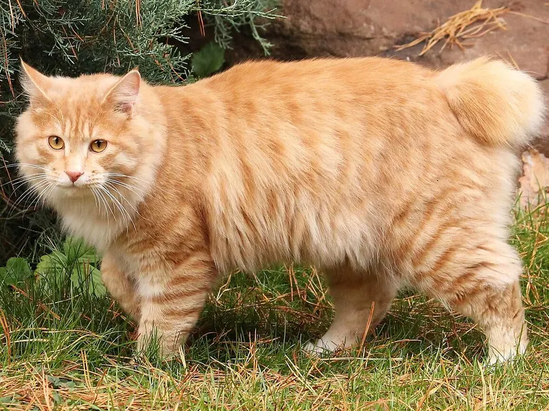 Kurilian Bobtail