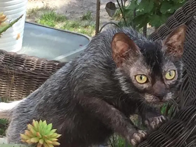 Lykoi