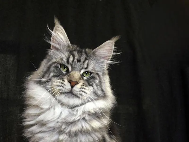 Maine Coon