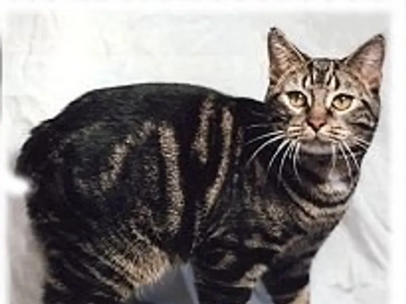 Manx