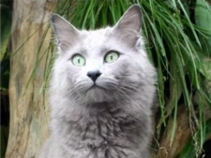 Nebelung