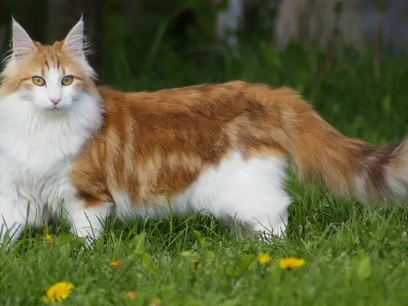 Norwegian Forest Cat