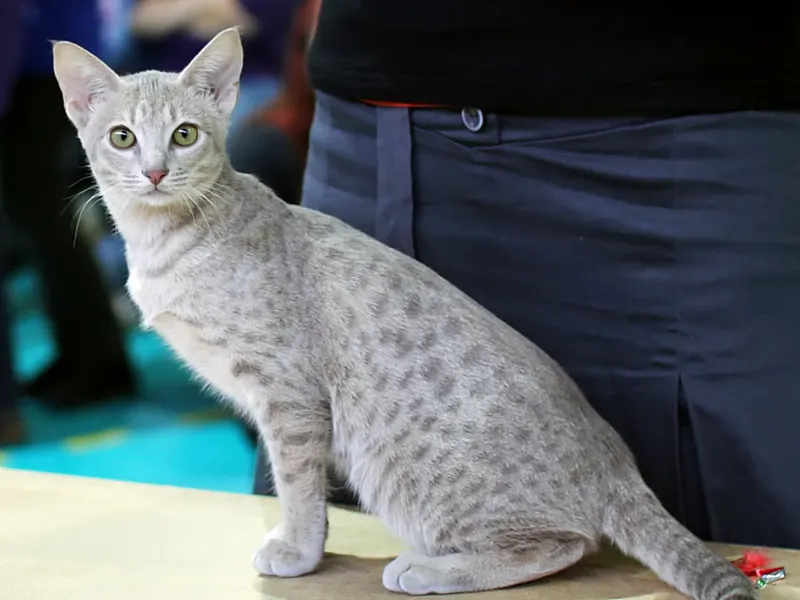 Ocicat