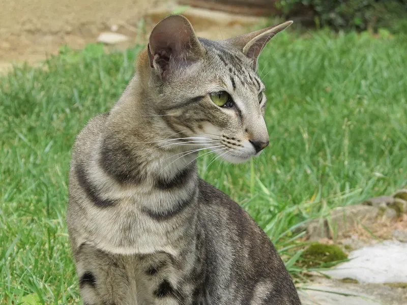 Oriental Shorthair