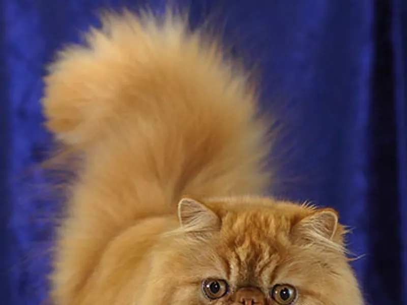 Persian