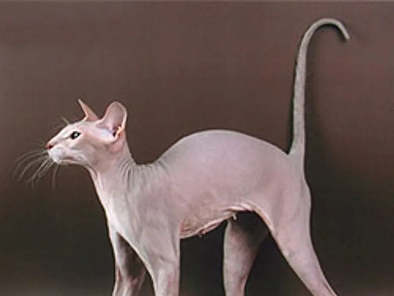Peterbald