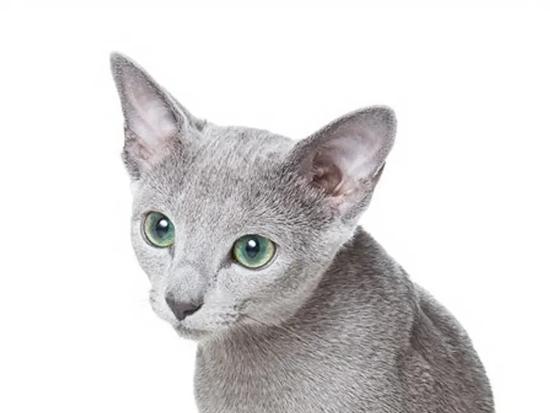 Russian Blue