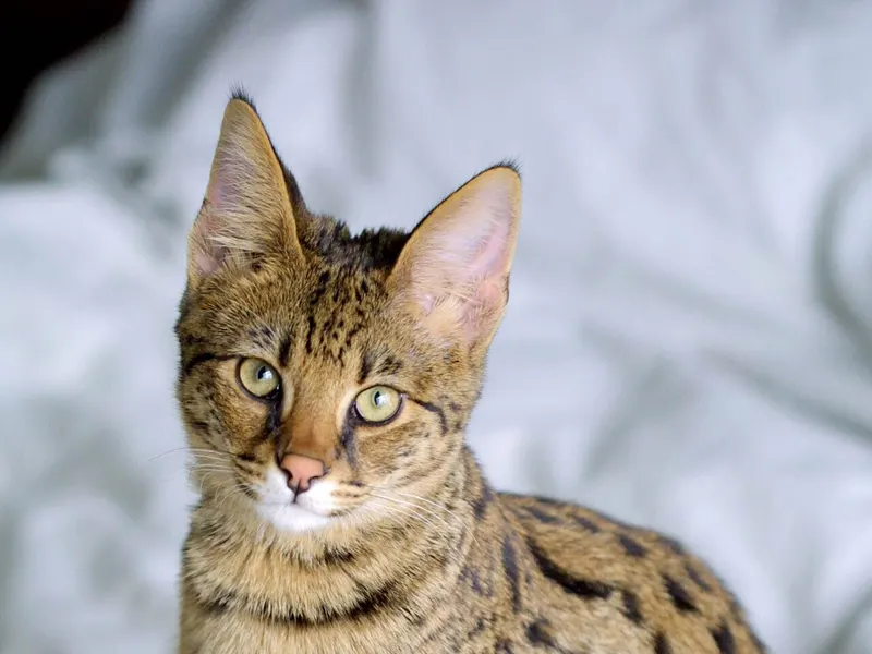 Savannah