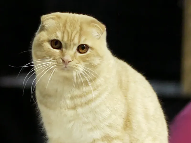 Scottish Fold