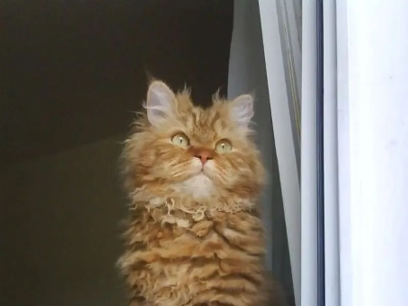 Selkirk Rex