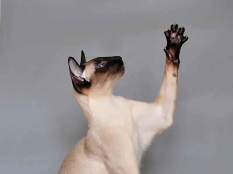 Siamese