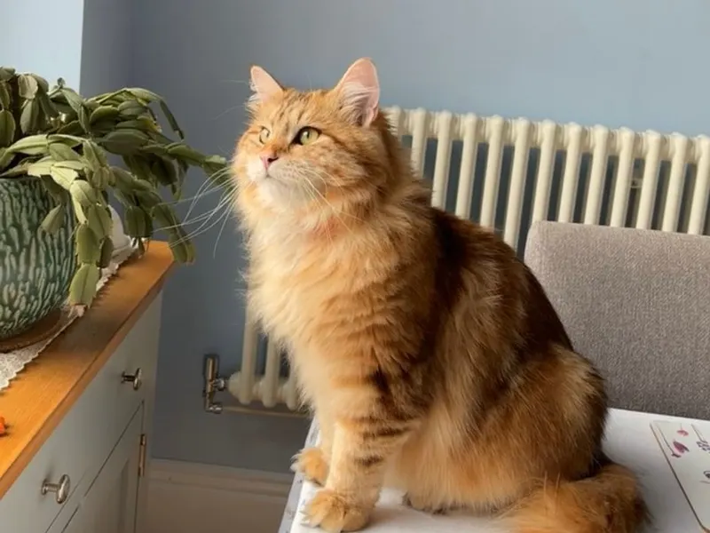 Siberian