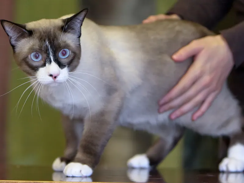 Snowshoe