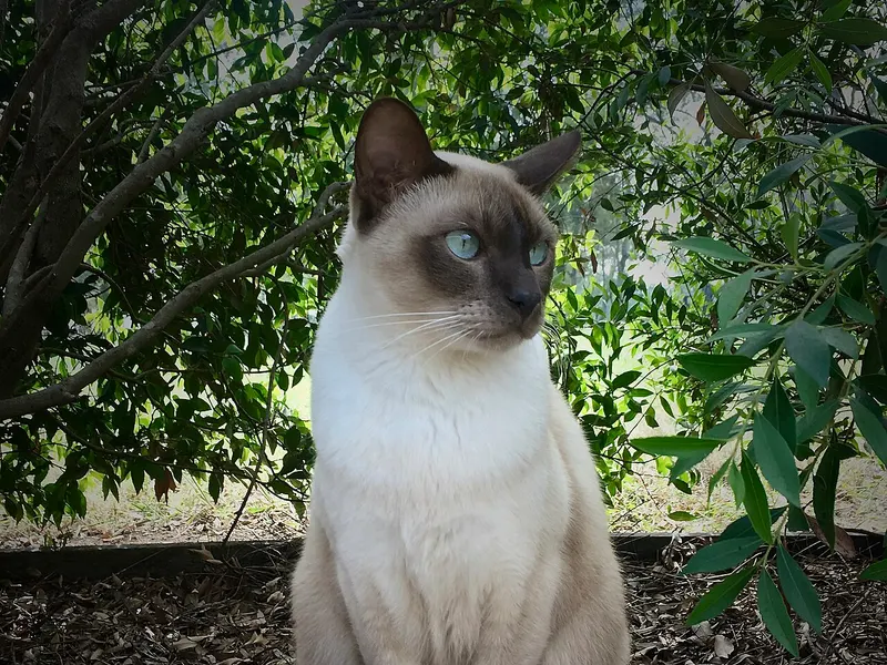 Tonkinese