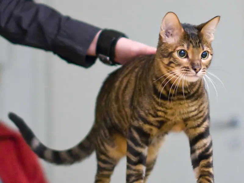 Toyger