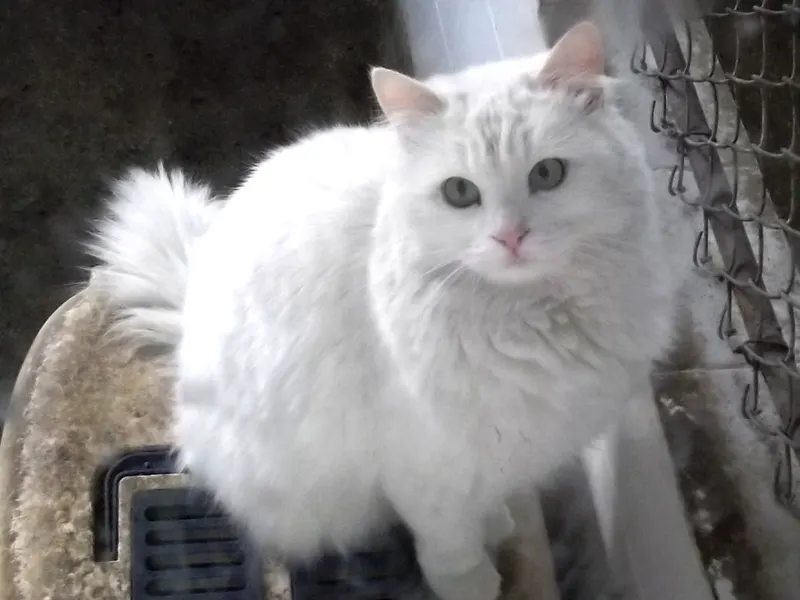 Turkish Angora
