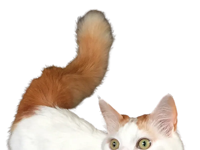 Turkish Van