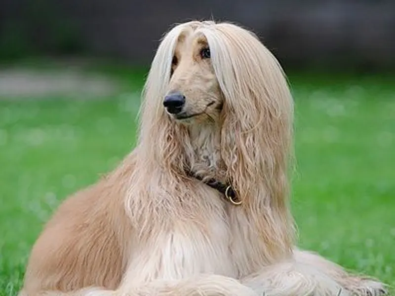 Afghan Hound