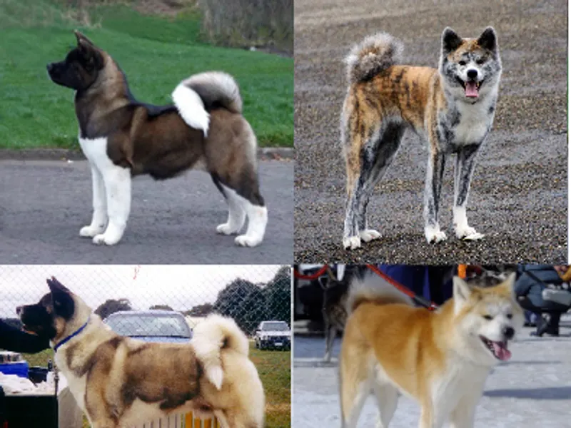Akita