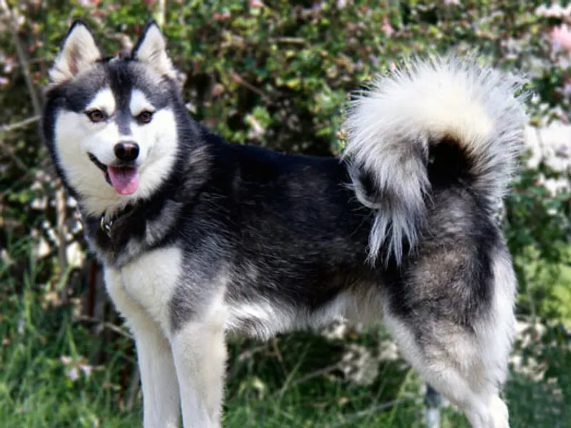 Alaskan Klee Kai