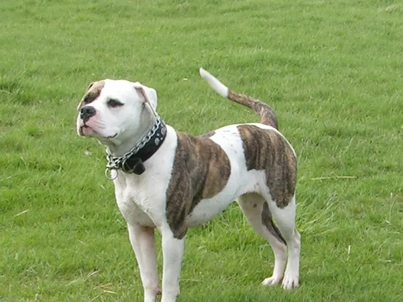 American Bulldog