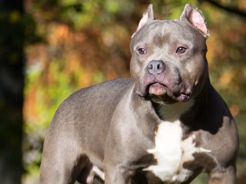 American Bully