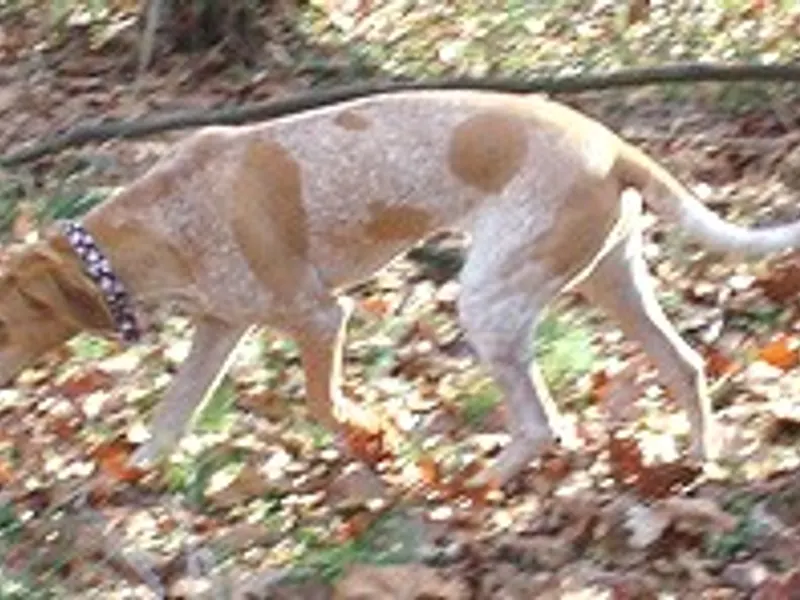 American English Coonhound