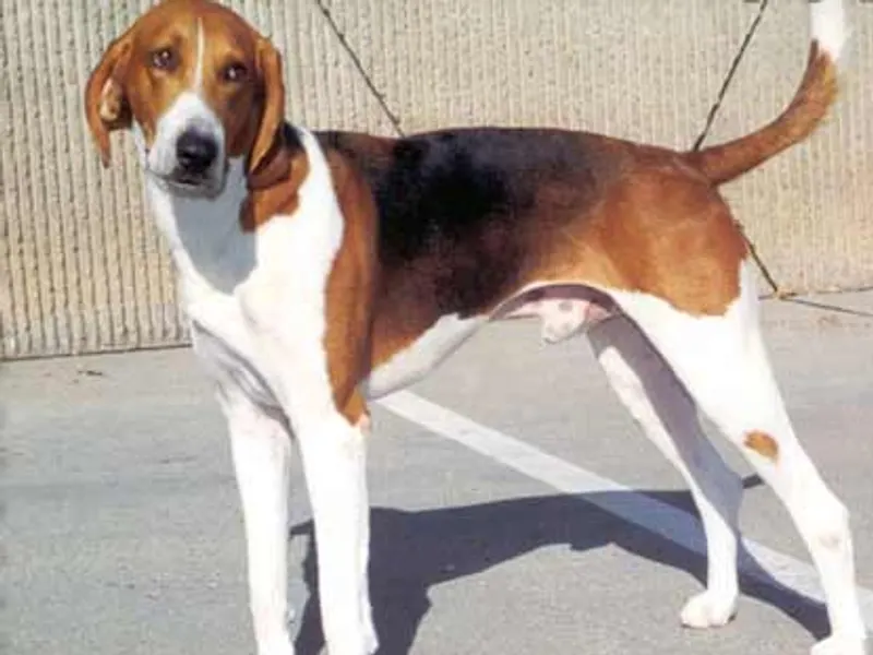 American Foxhound