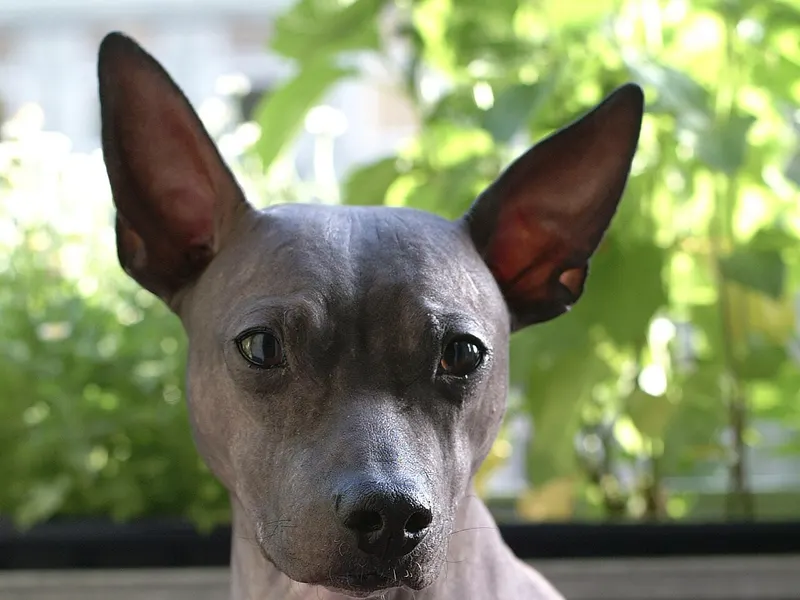 American Hairless Terrier