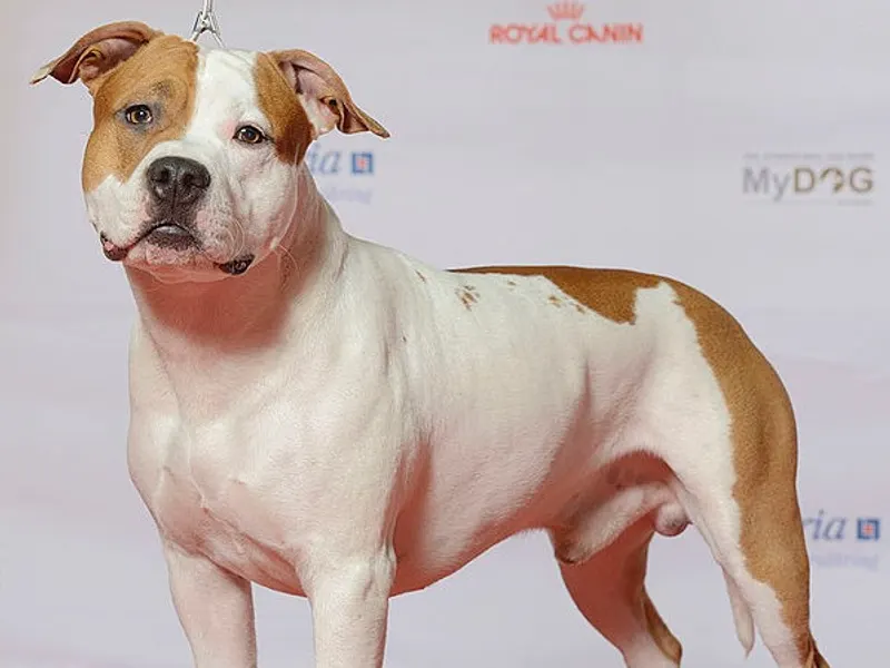 American Staffordshire Terrier