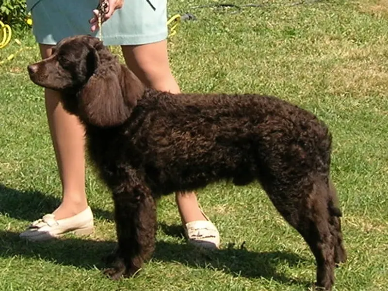 American Water Spaniel