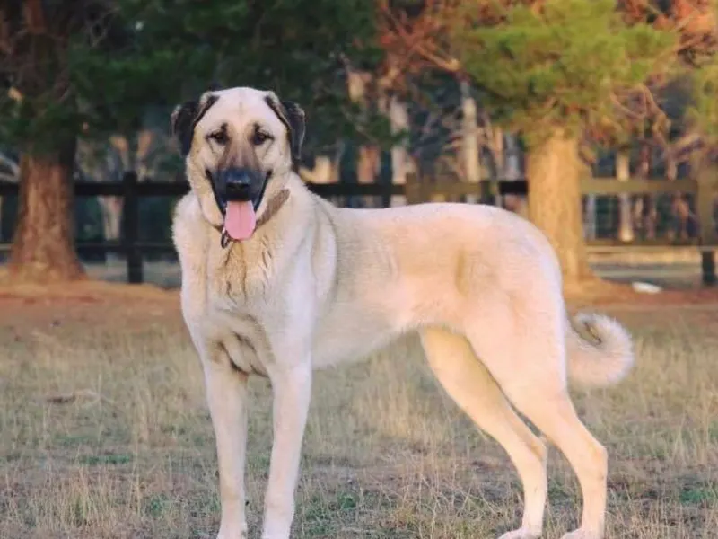 Anatolian Shepherd Dog