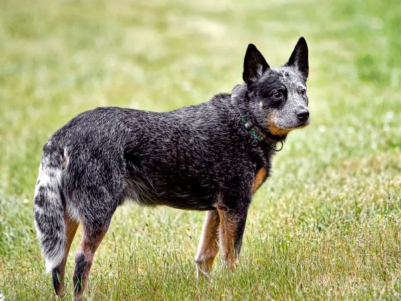 Australian Cattle Dog