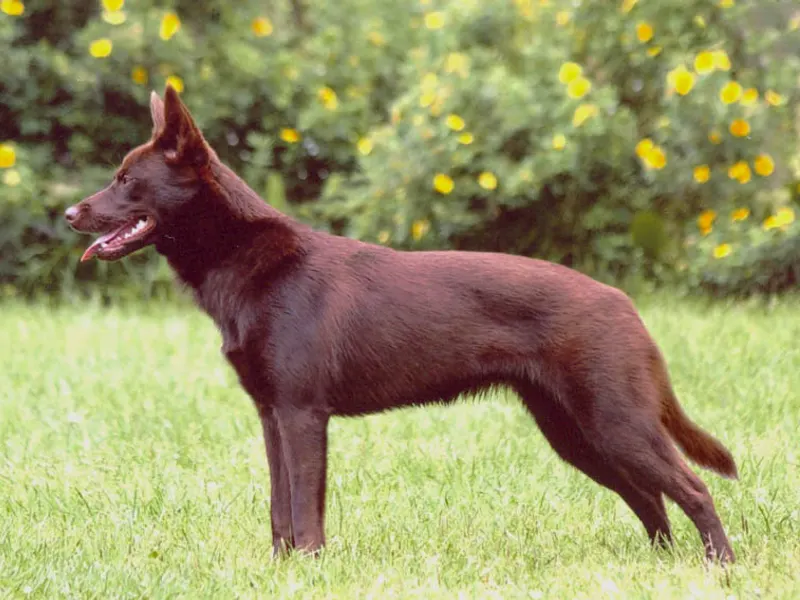 Australian Kelpie